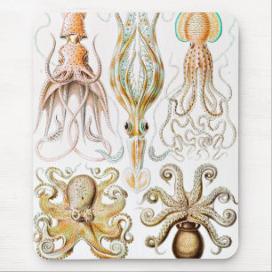 Octopus-Tintenfisch, Gamochonia von Ernst Haeckel Mousepad