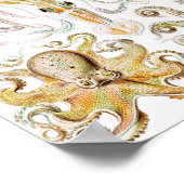 Octopus-Tintenfisch, Gamochonia von Ernst Haeckel Poster (Ecke)