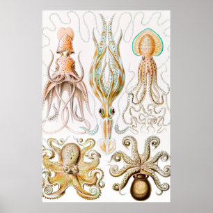 Octopus-Tintenfisch, Gamochonia von Ernst Haeckel Poster