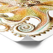 Octopus-Tintenfisch, Gamochonia von Ernst Haeckel Poster (Ecke)