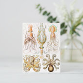 Octopus-Tintenfisch, Gamochonia von Ernst Haeckel Postkarte (Stehend Vorderseite)