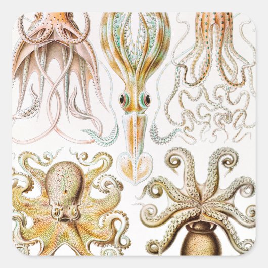 Octopus-Tintenfisch, Gamochonia von Ernst Haeckel Quadratischer Aufkleber (Vorderseite)