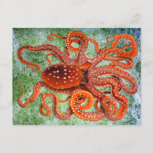 Octopus Vintag Postkarte