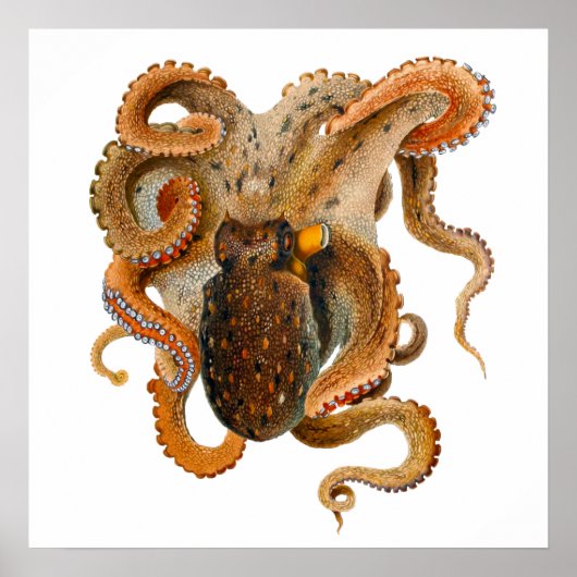 Octopus Vulgaris Merculiano Poster (Vorne)