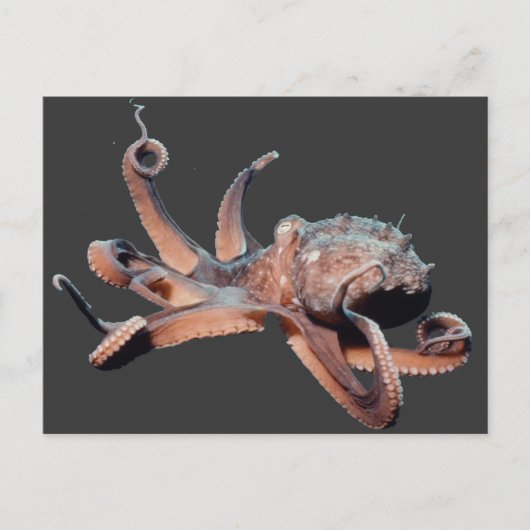 Octopus-Wild Thang Postkarte (Vorderseite)