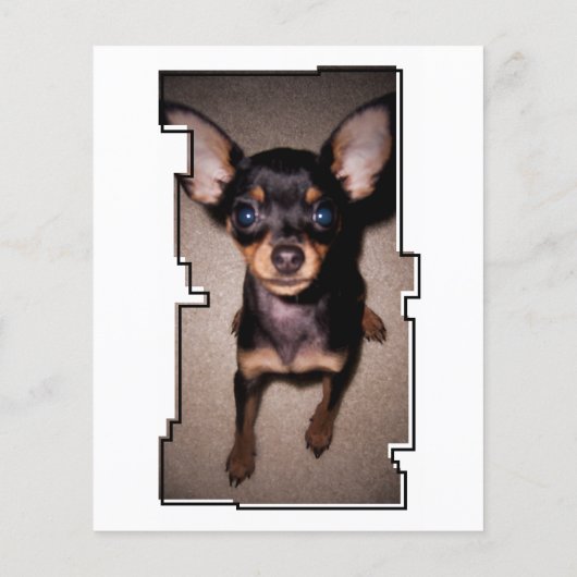 oddRex-Pfow-Speicherkarte zum Verlust eines Beglei (Rückseite)