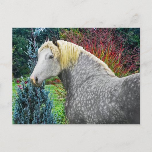 ‚Odin‘ Postkarte (Vorderseite)