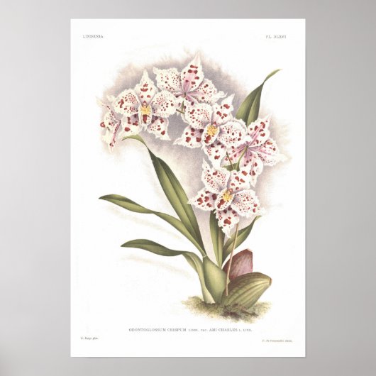 Odontoglossum crispum poster (Vorne)