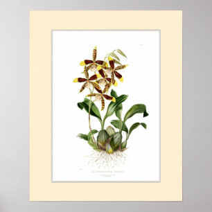 Odontoglossum grande, benutzerdefinierte Grenze Poster