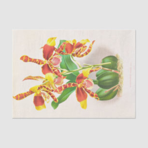 Odontoglossum Grande (Orchid) von Jean Jules Linde Seidenpapier