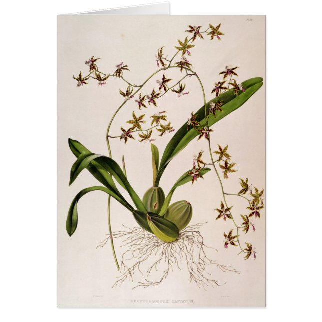 Odontoglossum Hastatum (Vorne)
