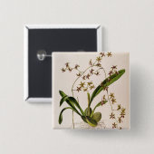 Odontoglossum Hastatum Button (Vorne & Hinten)