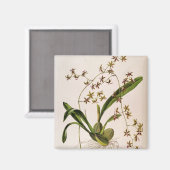 Odontoglossum Hastatum Magnet (Vorderseite/Rückseite)