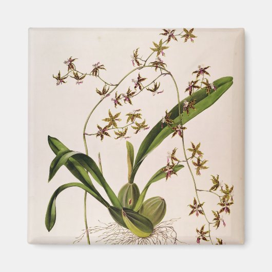 Odontoglossum Hastatum Magnet (Vorne)