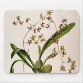 Odontoglossum Hastatum Mousepad (Vorne)