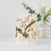 Odontoglossum Hastatum Postkarte (Stehend Vorderseite)