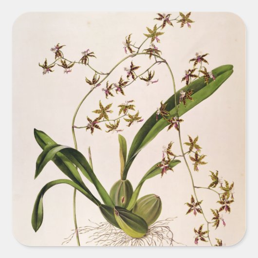 Odontoglossum Hastatum Quadratischer Aufkleber (Vorderseite)