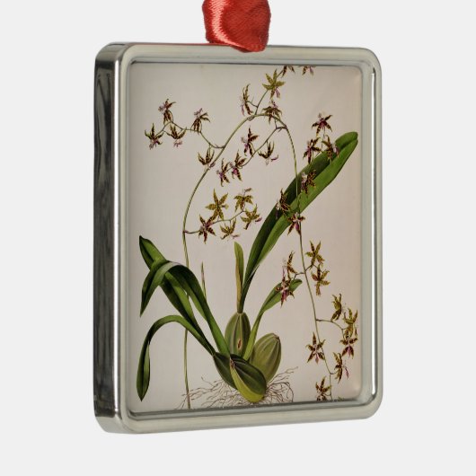 Odontoglossum Hastatum Silbernes Ornament (Rechts)