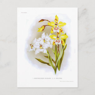 Odontoglossum-Orchideen Postkarte