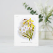 Odontoglossum Postkarte (Stehend Vorderseite)