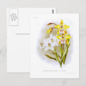 Odontoglossum Postkarte (Vorne/Hinten)