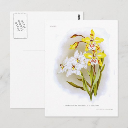 Odontoglossum Postkarte (Vorne/Hinten)