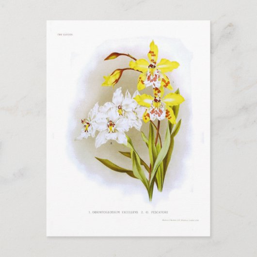 Odontoglossum Postkarte (Vorderseite)