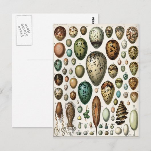 Oeufs Postkarte (Vorne/Hinten)
