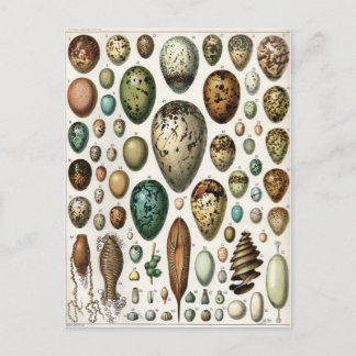 Oeufs Postkarte