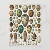 Oeufs Postkarte (Vorderseite)