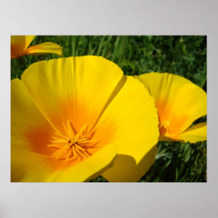 OFFICE ART POPPIES Poppy Blume 4 Art Prints Poster