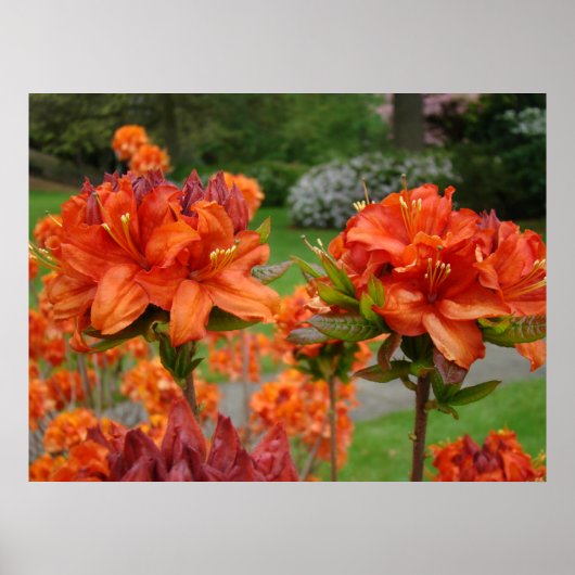 OFFICE ART PRINTS AZALEAS 25 Orange Azalea Garden Poster (Vorne)