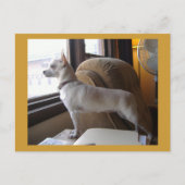 Office Chihuahua Postcard Postkarte (Vorderseite)