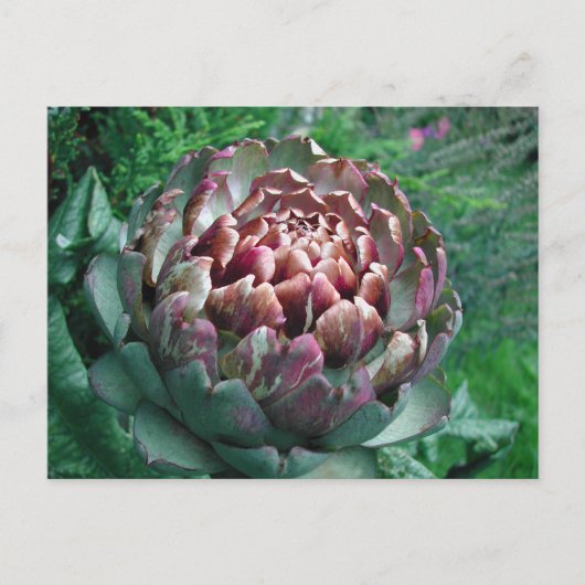 Öffnen Sie die Pflanze Artichoke. Postkarte (Vorderseite)