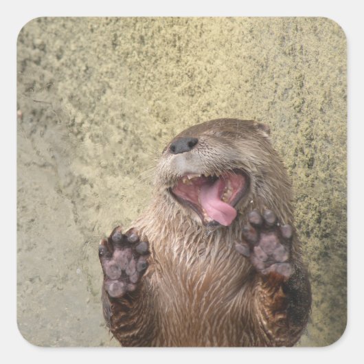 Öffnen Sie weit! Otter Stickers (Vorderseite)
