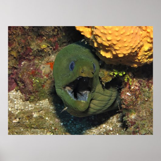 Öffnen Sie weit! Poster (Vorne)