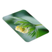 Öffnende Blüte der Kegelblume Magnet (Rechte Seite)