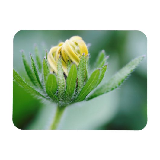 Öffnende Blüte der Kegelblume Magnet (Horizontal)