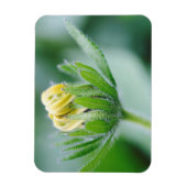 Öffnende Blüte der Kegelblume Magnet (Vertikal)
