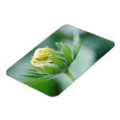 Öffnende Blüte der Kegelblume Magnet (Linke Seite)
