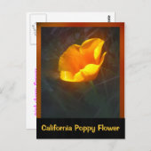 Ogange California Blume Postkarte (Vorne/Hinten)