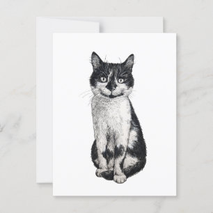 Ogie die Katze Postkarte