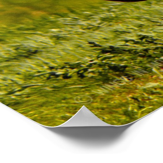 OH-58D KIOWA POSTER (Ecke)