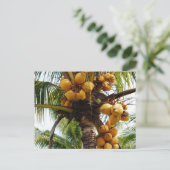 Oh Coconuts Postkarte (Stehend Vorderseite)