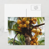 Oh Coconuts Postkarte (Vorne/Hinten)