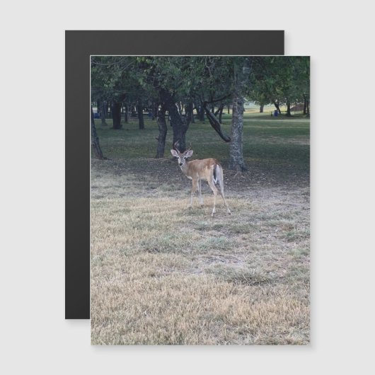 Oh Deer Magnet (Vorne/Hinten)