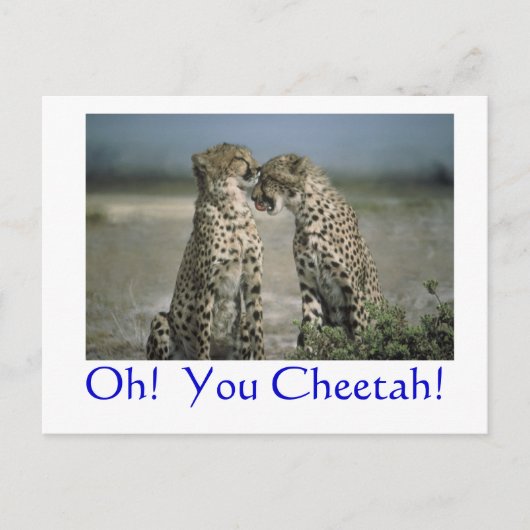 Oh! Du Gepard! Postkarte (Vorderseite)