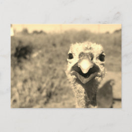 Oh... Hallo! -Postkarte Postkarte