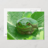 Oh Happy Day - grüner Frosch nah Postkarte (Vorne/Hinten)