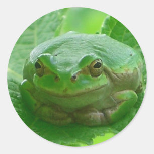 Oh Happy Day - grüner Frosch nah Runder Aufkleber